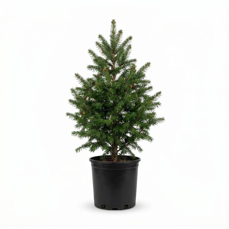 Canadian Hemlock image