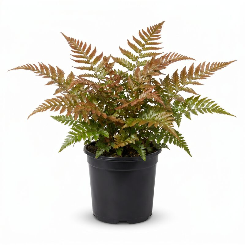 Brilliance Autumn Fern image