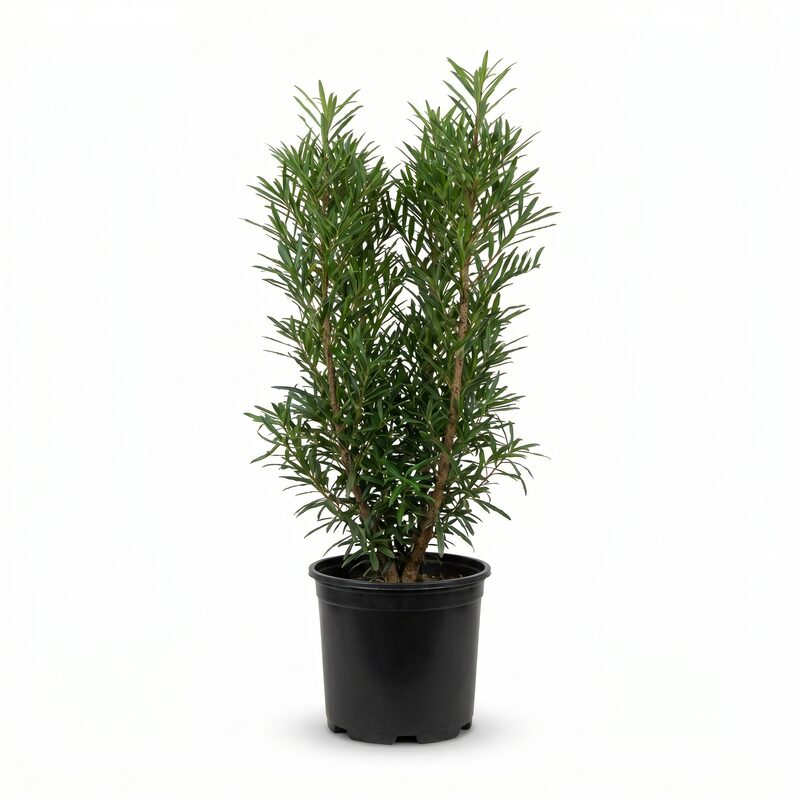 Fine Line Buckthorn image