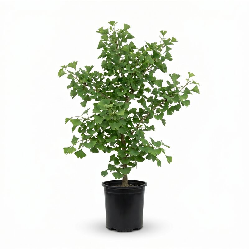 Ginkgo Trees image