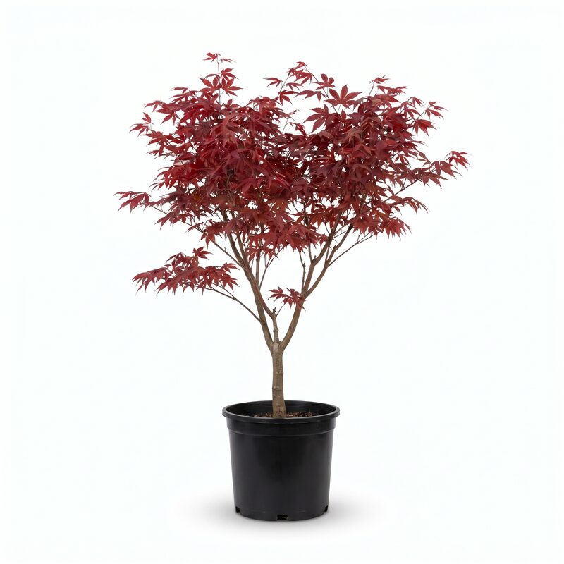 Japanese Red Maple image