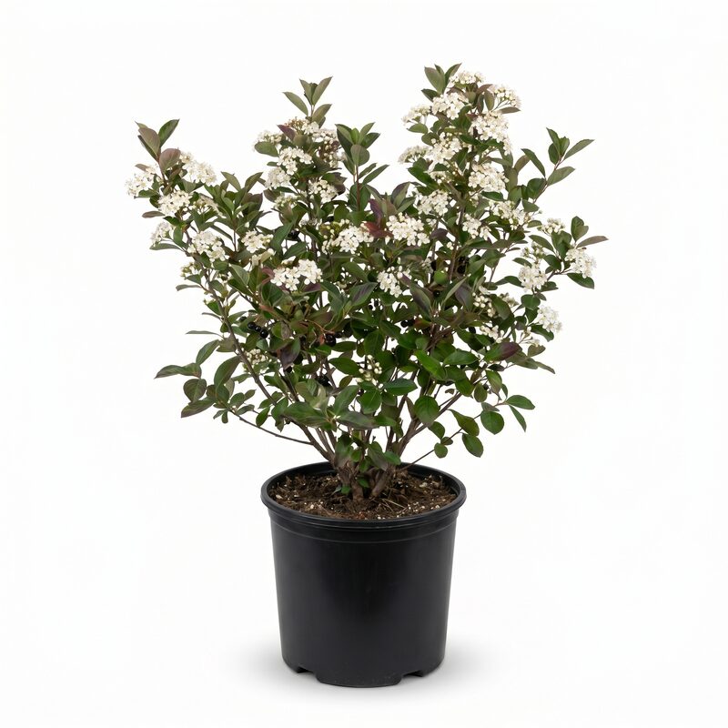 Autumn Magic Black Chokeberry image