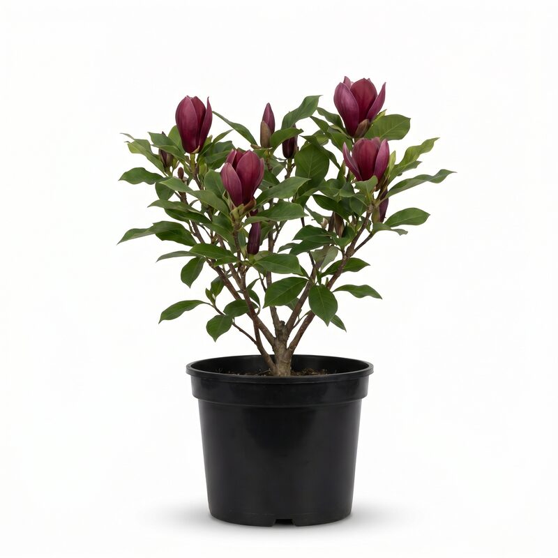 Jane Magnolia image
