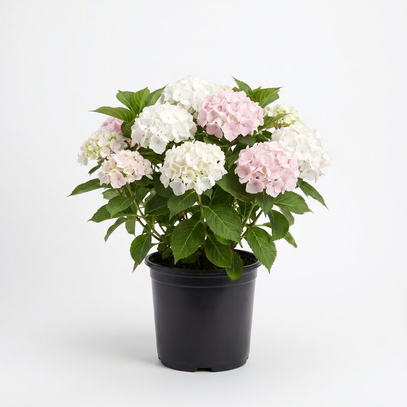 Endless Summer Blushing Bride Hydrangea image