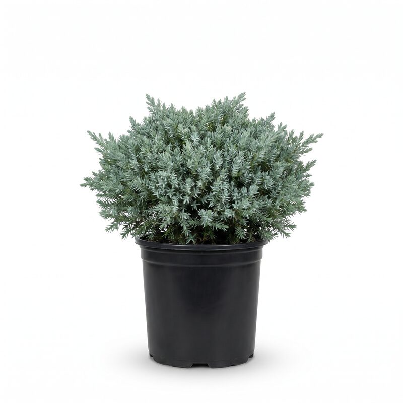 Blue Star Juniper image