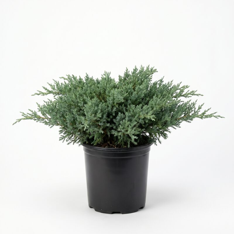 Broadmoor Juniper image