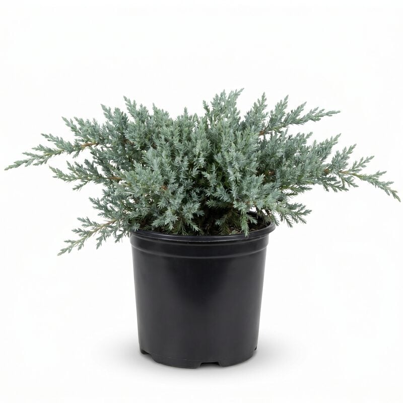 Hughes Juniper image