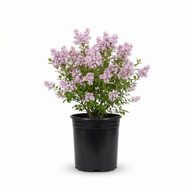 Dwarf Korean Lilac image