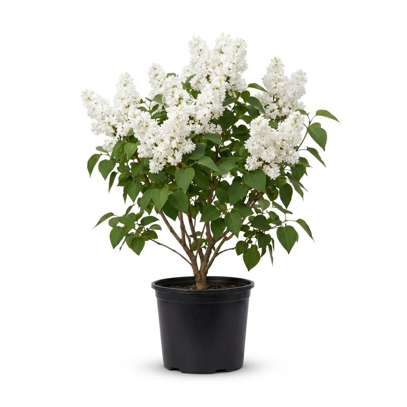 Madame Lemoine Lilac image