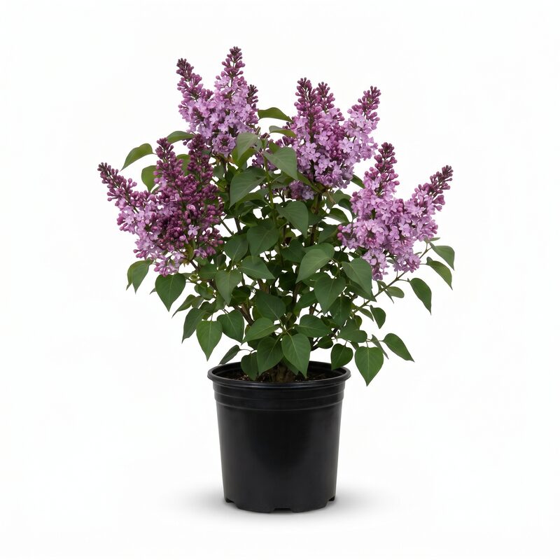 Pocahontas Lilac image