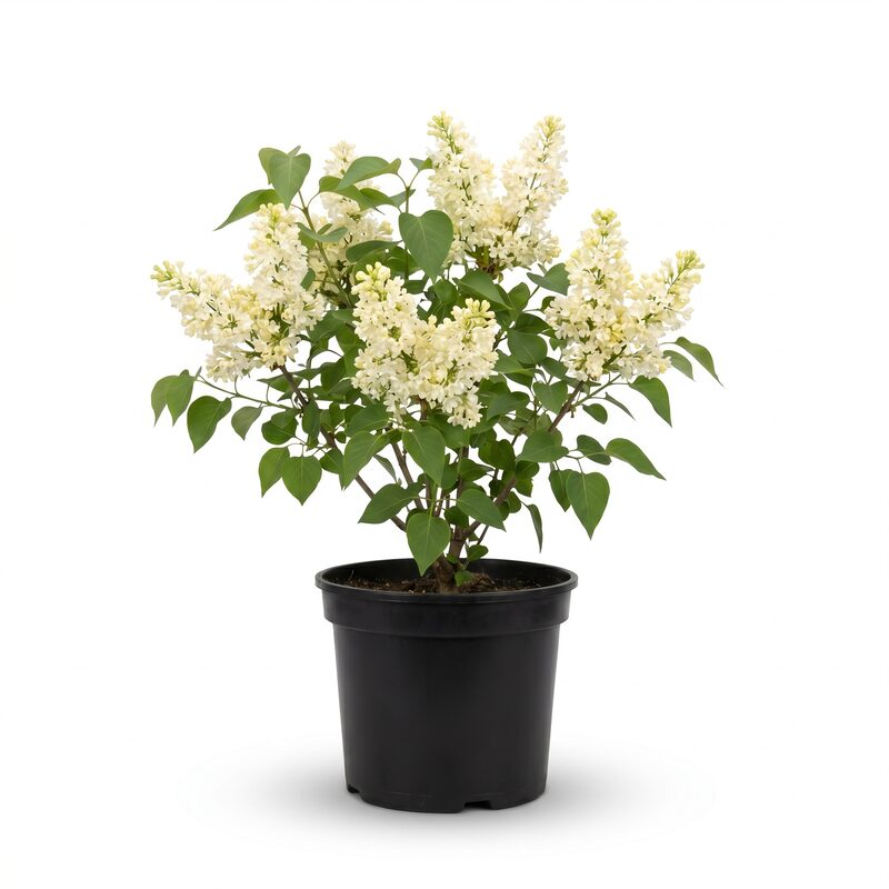 Syringa Primrose image