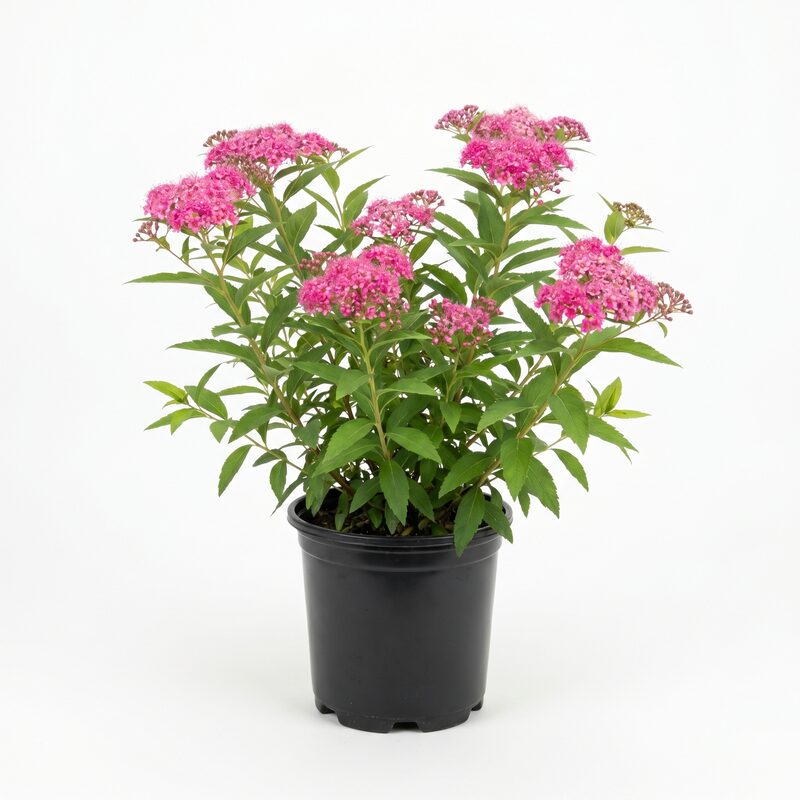 Neon Flash Spirea image