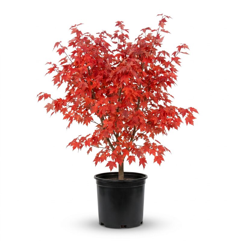 October Glory Red Maple Tree image