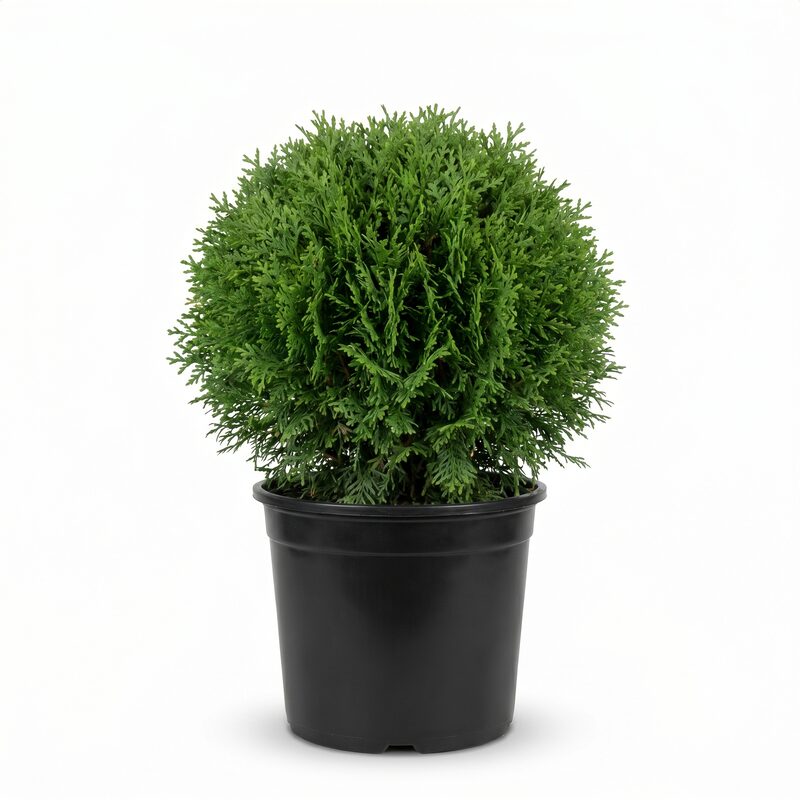 Hetz Midget Arborvitae image