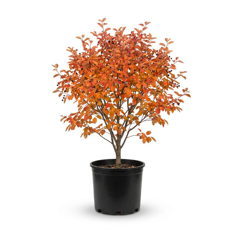 Autumn Brilliance Serviceberry image