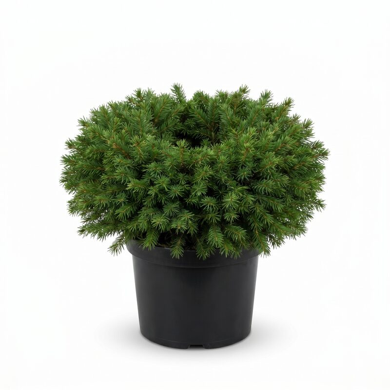 Bird's Nest Spruce image