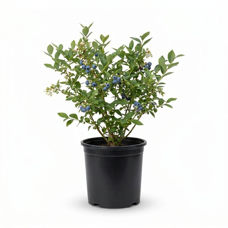 Bluecrop Blueberry image