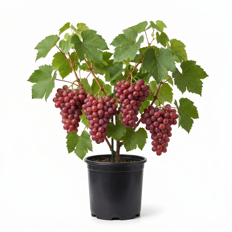 Canadice Grape image