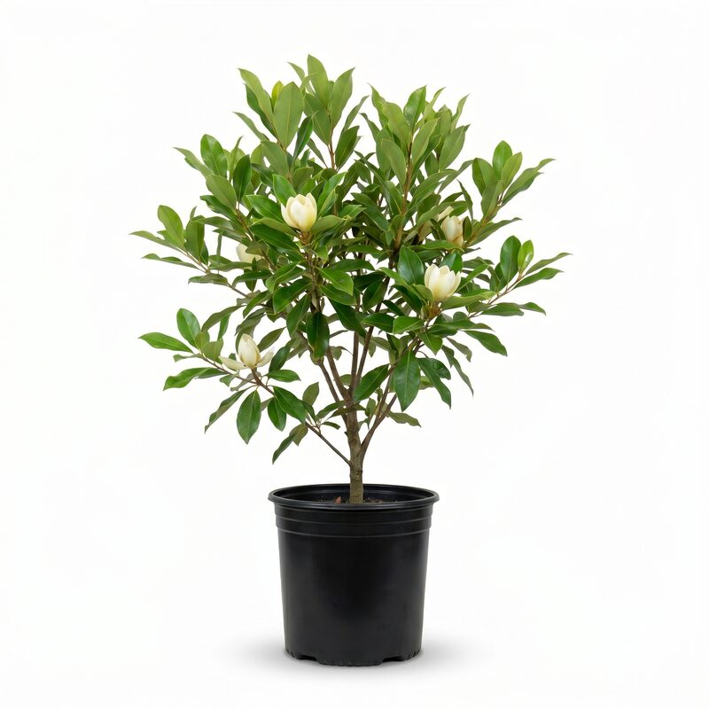 Sweet Bay Magnolia Tree image