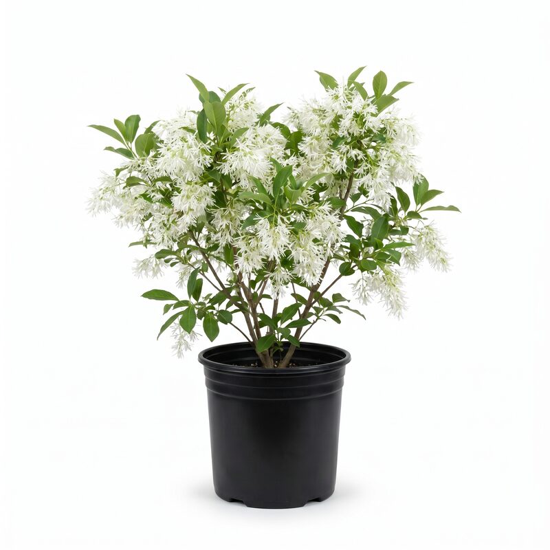 White Fringe Tree image