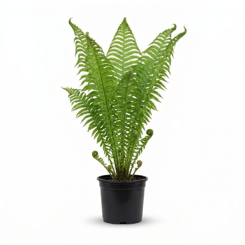 Ostrich Fern image