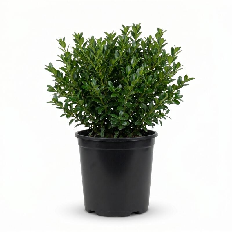 Korean Boxwood image