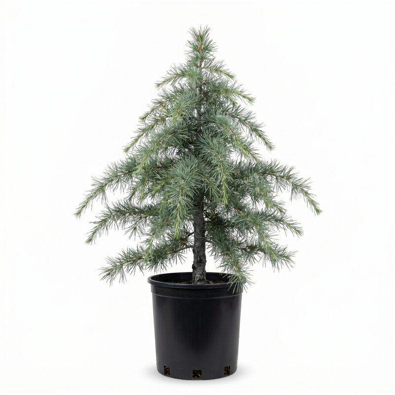 Deodar Cedar Tree image