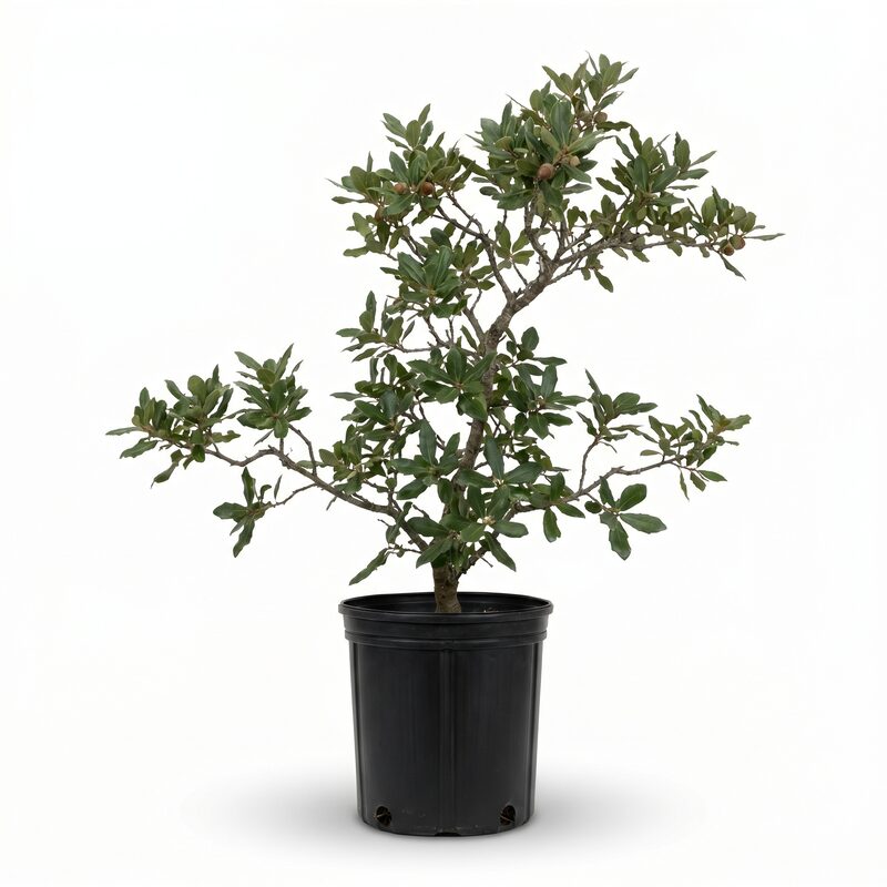 Southern Live Oak image