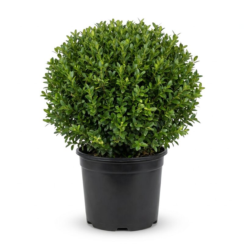 Green Gem Boxwood image