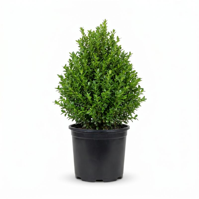 Green Mountain Boxwood image