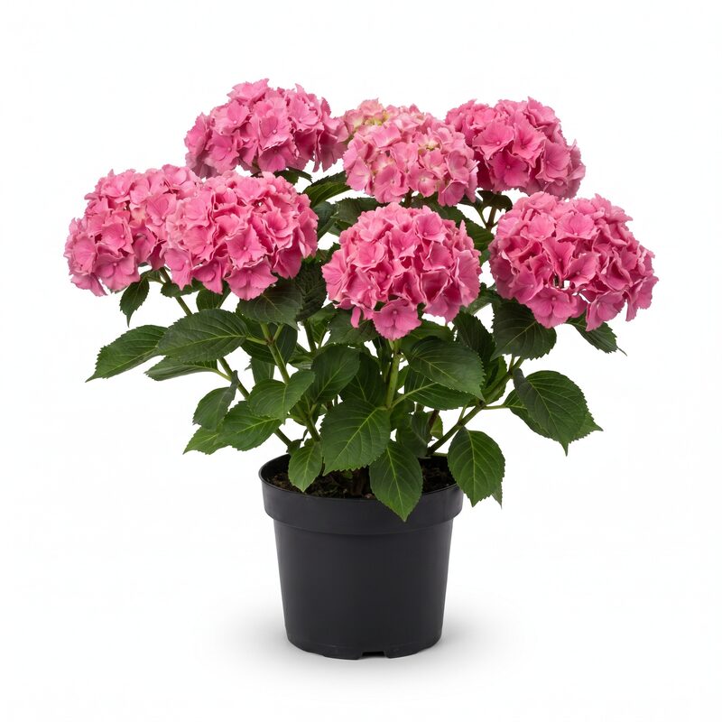 Cityline Paris Bigleaf Hydrangea image