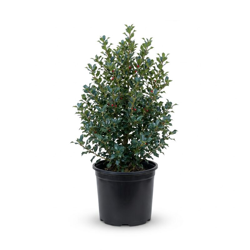 Honey Maid Holly image