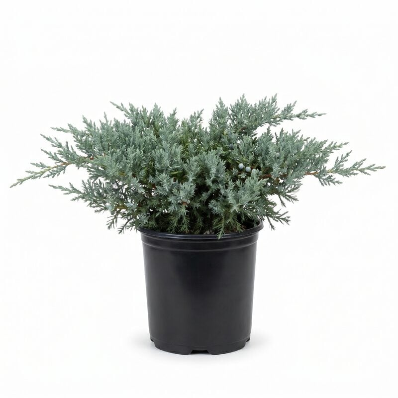 Blue Chip Juniper image