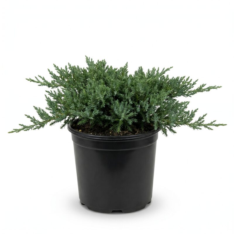 Calgary Carpet Juniper image
