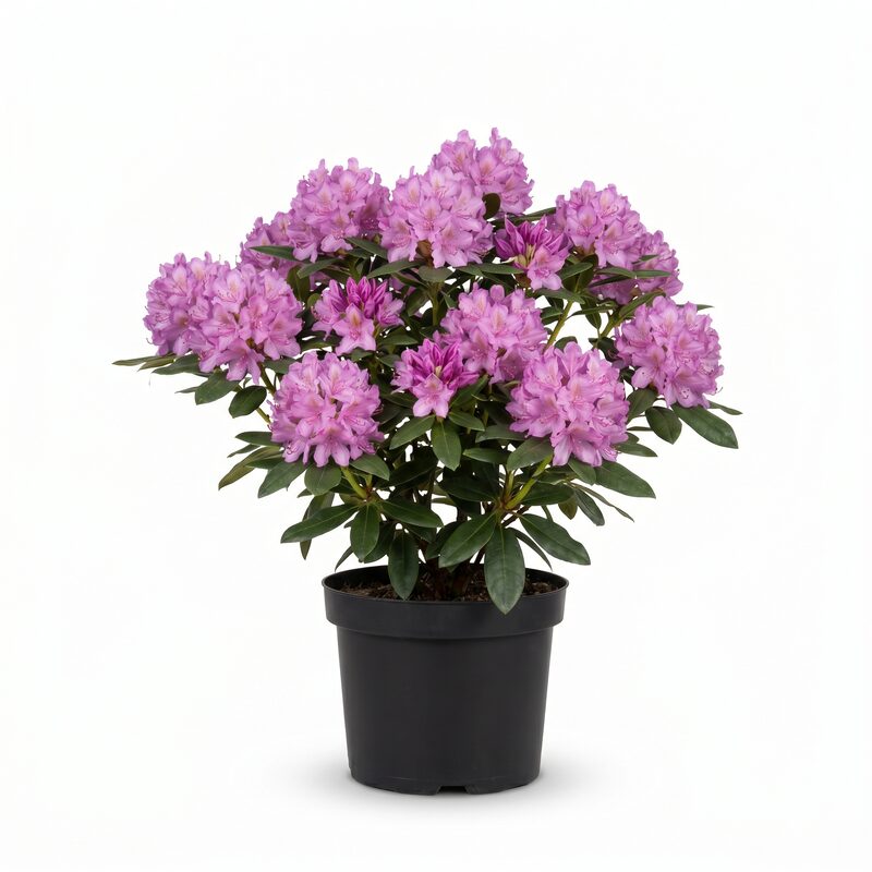 Roseum Elegans Rhododendron image