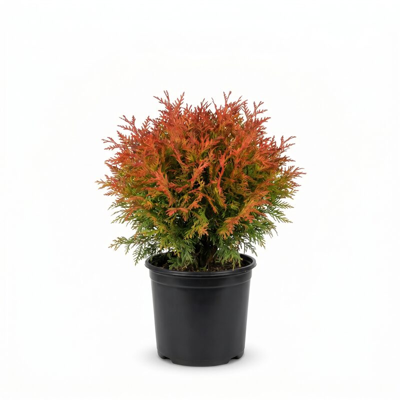 Fire Chief Arborvitae image