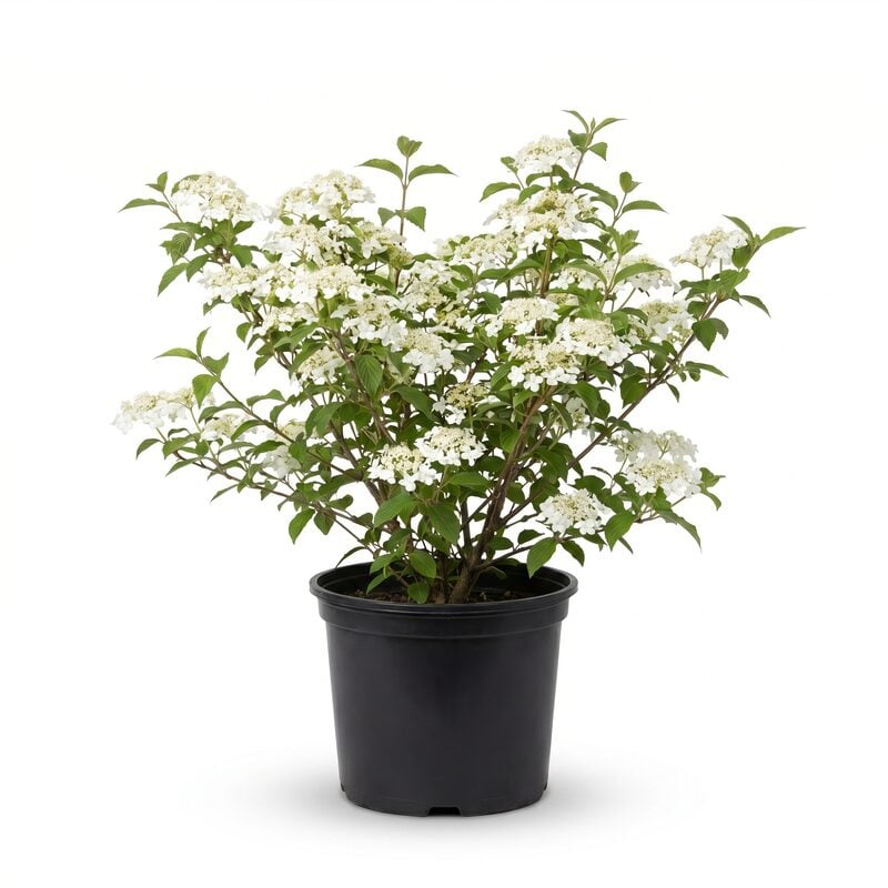 Summer Snowflake Viburnum image