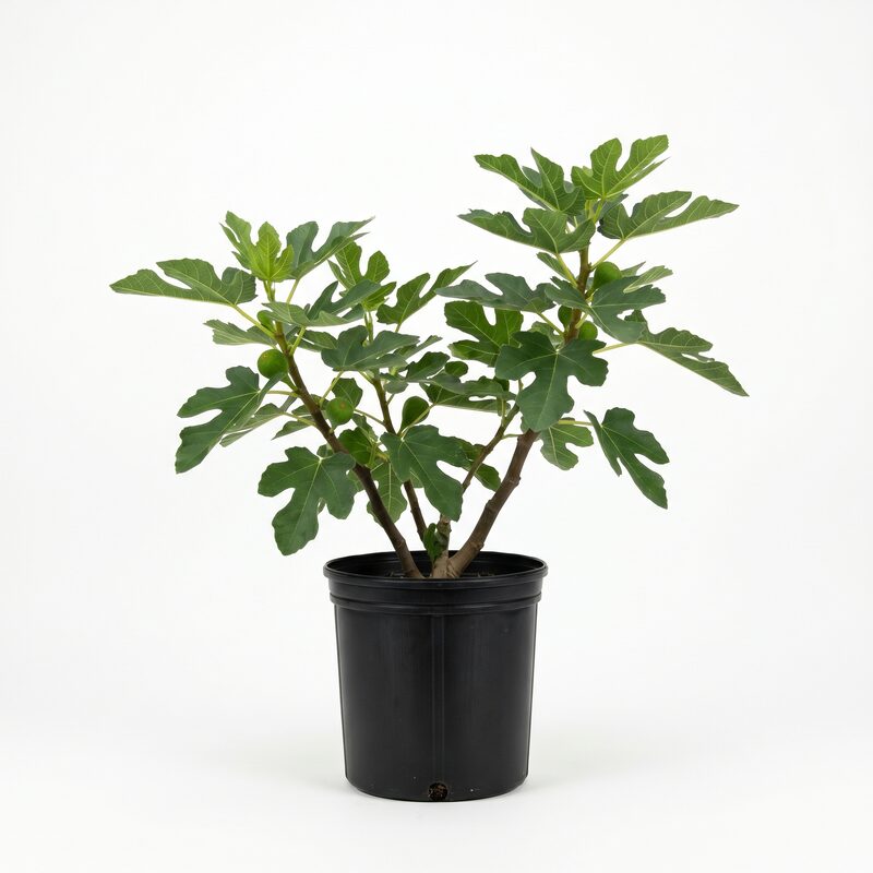 Desert King Fig image