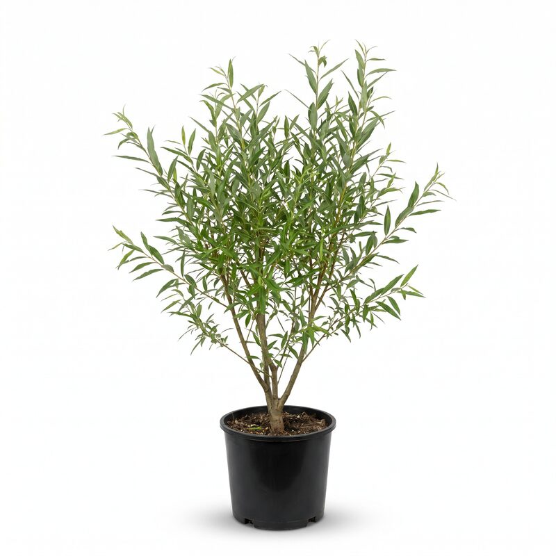 Willow Hybrid image