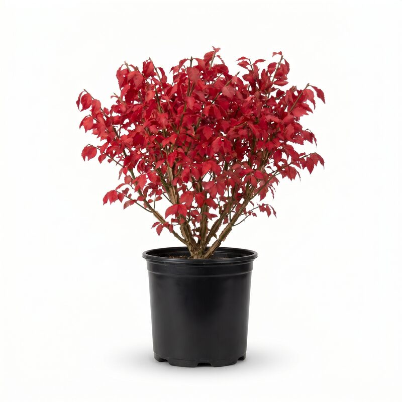 Compacta Burning Bush image