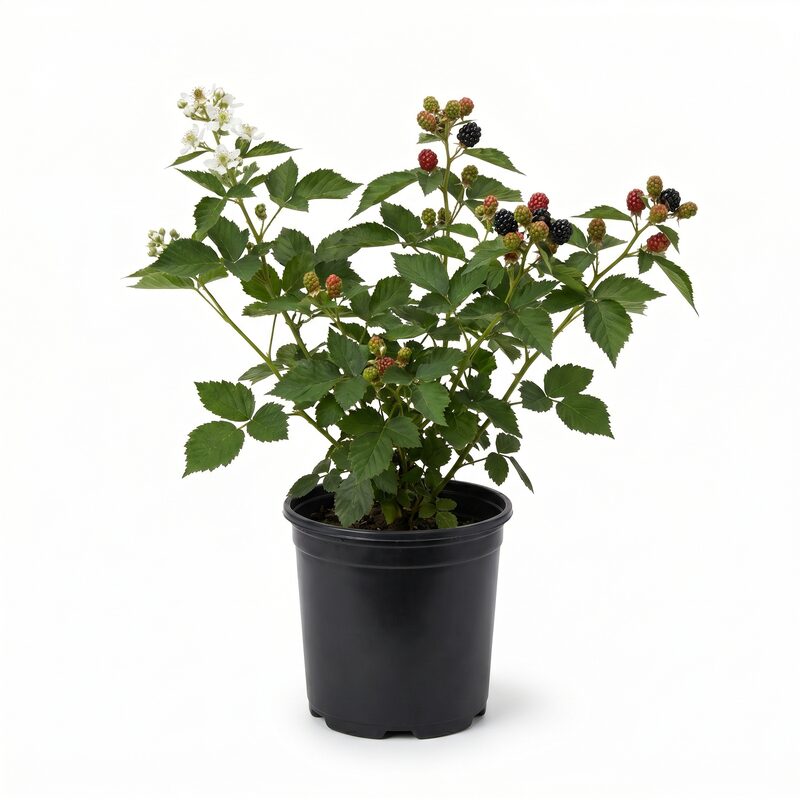 Arapaho Thornless Blackberry image