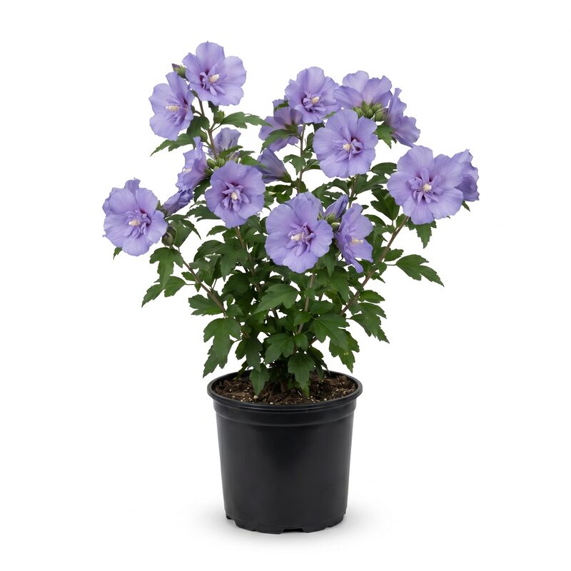 Blue Chiffon Rose of Sharon image