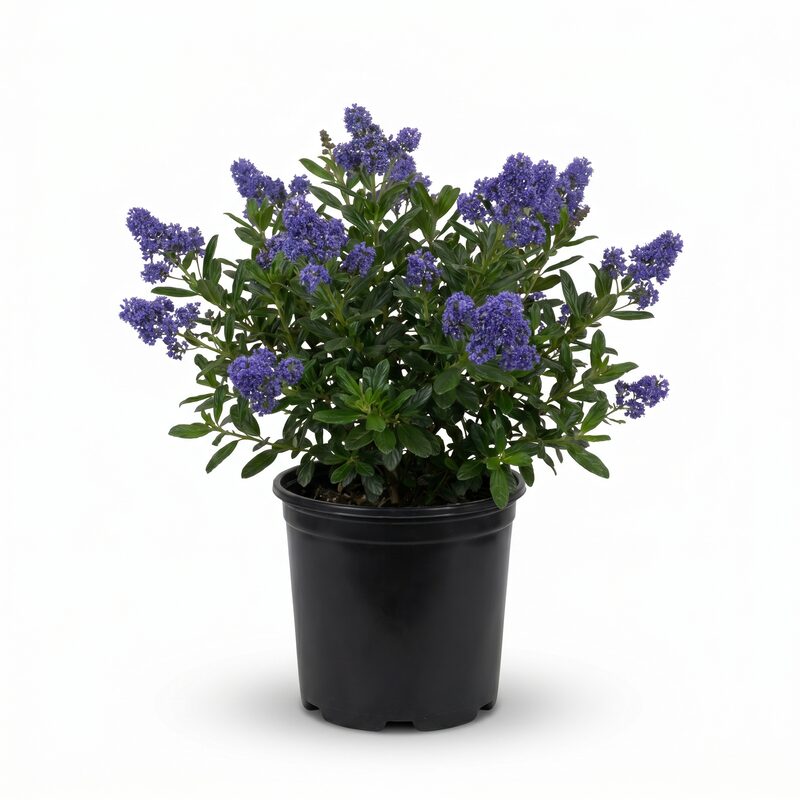 California Lilac image