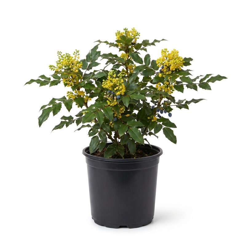 Oregon Grape Holly image