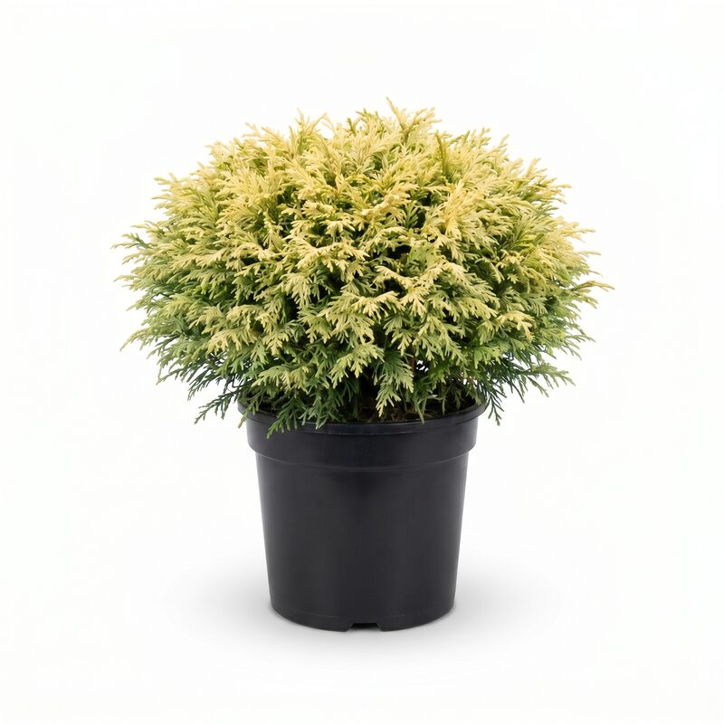 Cream Ball False Cypress image