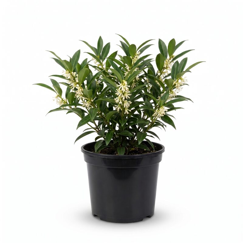Fragrant Sweet Box image