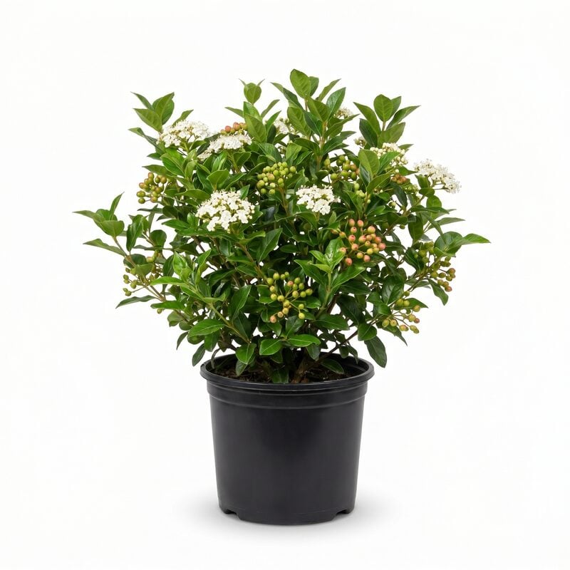 Brandywine Viburnum image