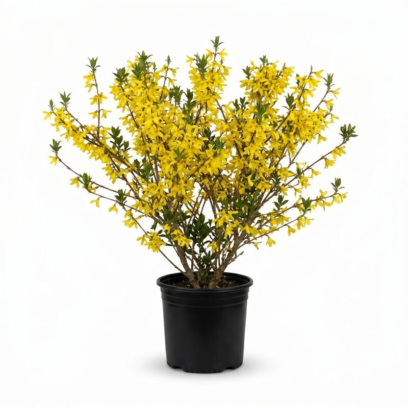 Lynwood Gold Forsythia image