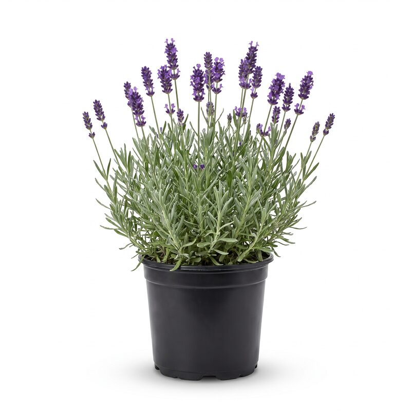 Grosso Lavender image