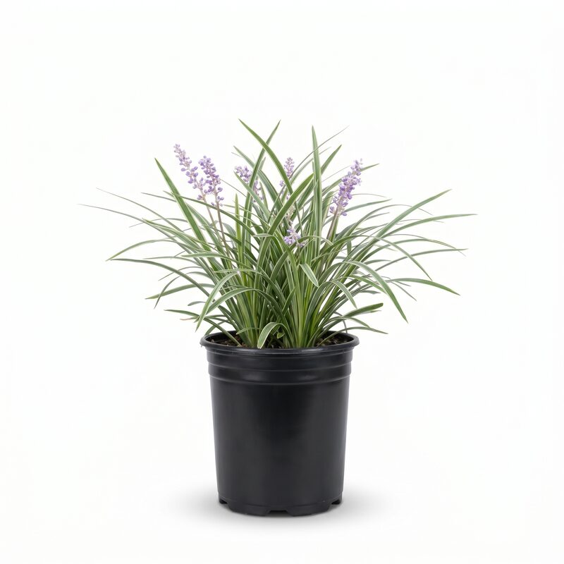 Liriope Silvery Sunproof image